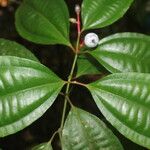 Miconia lateriflora Leaf