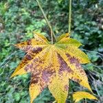 Acer campbellii ഇല