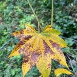 Acer campbellii Лист