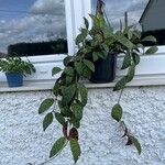 Aeschynanthus longicaulis Leaf