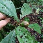Kutchubaea surinamensis Fruit