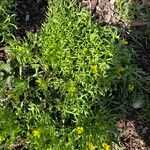 Ranunculus sceleratusLeaf