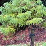 Cryptomeria japonica ᱛᱟᱦᱮᱸ