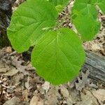 Hamamelis virginiana Blad