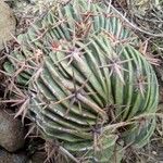 Echinocactus texensis 葉