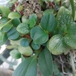 Peperomia glabella List