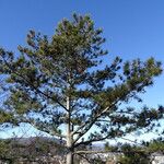 Pinus nigra ᱛᱟᱦᱮᱸ