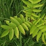 Sorbus scopulina Lehti