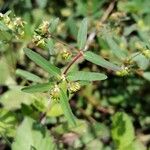 Euphorbia hyssopifolia फूल