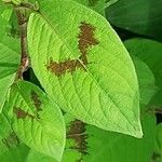 Persicaria virginiana Hoja