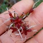 Clematis flammulaFloro