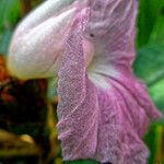 Costus afer Λουλούδι