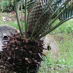 Encephalartos altensteinii