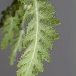 Argyranthemum adauctum Leaf