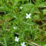 Polypremum procumbens Flower