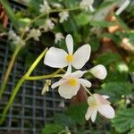 Begonia chloroneura Blüte