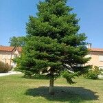 Abies nordmanniana Plante entière