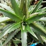 Dyckia brevifolia Лист