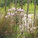 Butomus umbellatus Blüte