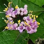 Callicarpa americana Flower