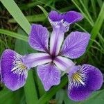 Iris tenax Kukka