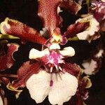 Oncidium Sherry BabyFlor