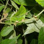 Acalypha apodanthes Листок