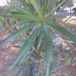 Podocarpus macrophyllus Levél