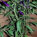 Capsicum annuum 果実