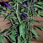 Capsicum annuum Froito