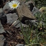 Erigeron compositus Hábito