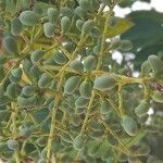 Ligustrum lucidumFruit