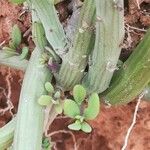 Senecio articulatus Leaf