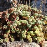 Sedum hirsutum Libunga