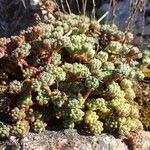 Sedum hirsutum Характер