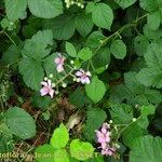 Rubus bifrons Ostatní
