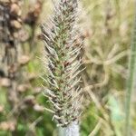 Plantago tomentosaBlüte