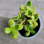 Crassula multicava List