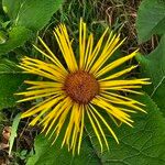 Inula heleniumЦвят