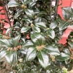 Ilex meserveae Fruto