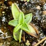 Pinguicula vulgaris Leaf