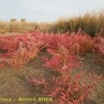 Salicornia procumbens Характер