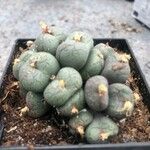 Conophytum velutinum Leaf