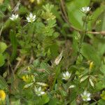 Arenaria leptoclados Other