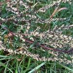 Artemisia vulgaris Fruit