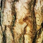 Pinus echinata Corteza