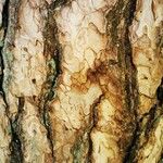 Pinus echinata Bark