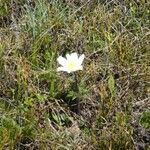 Anemone baldensis Blomst