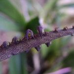 Bulbophyllum scaberulum Žiedas