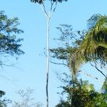 Cecropia peltata Habit